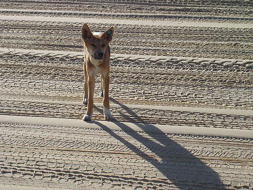 https://images.dog.ceo/breeds/dingo/n02115641_7400.jpg