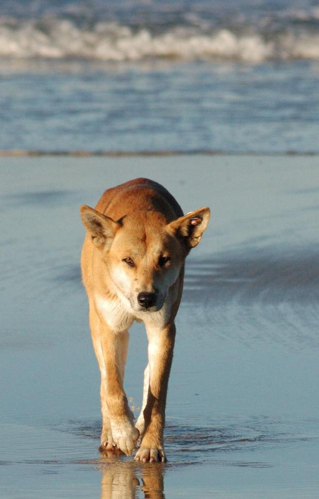 https://images.dog.ceo/breeds/dingo/n02115641_7679.jpg