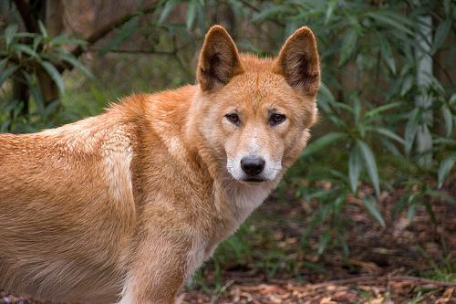 https://images.dog.ceo/breeds/dingo/n02115641_8168.jpg