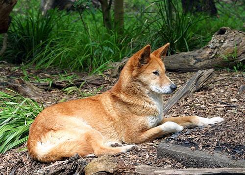 https://images.dog.ceo/breeds/dingo/n02115641_9065.jpg