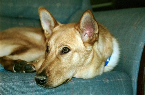 https://images.dog.ceo/breeds/dingo/n02115641_9067.jpg