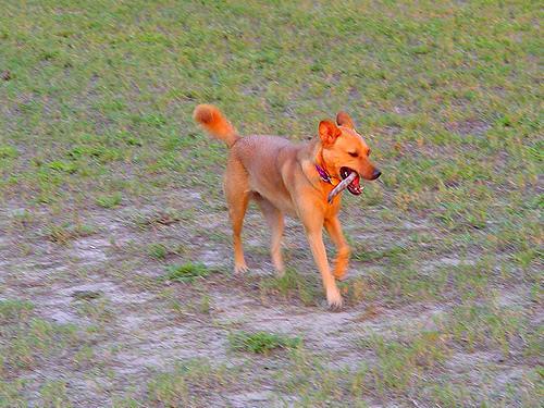 https://images.dog.ceo/breeds/dingo/n02115641_9272.jpg