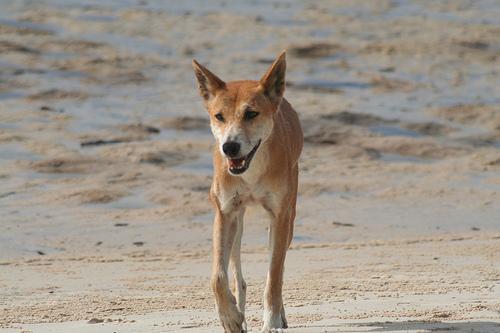 https://images.dog.ceo/breeds/dingo/n02115641_9686.jpg