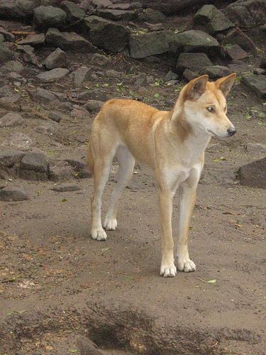 https://images.dog.ceo/breeds/dingo/n02115641_970.jpg