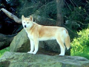 https://images.dog.ceo/breeds/dingo/n02115641_9977.jpg