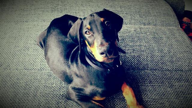 https://images.dog.ceo/breeds/doberman/IMG-20160324-WA0018.jpg