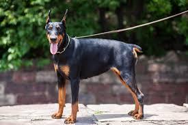 https://images.dog.ceo/breeds/doberman/doberman.jpg