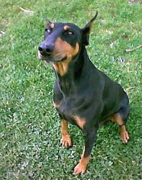 https://images.dog.ceo/breeds/doberman/n02107142_10009.jpg