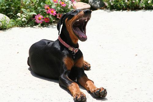 https://images.dog.ceo/breeds/doberman/n02107142_10070.jpg