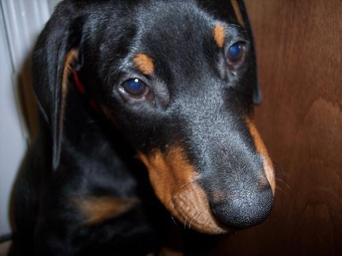 https://images.dog.ceo/breeds/doberman/n02107142_10647.jpg