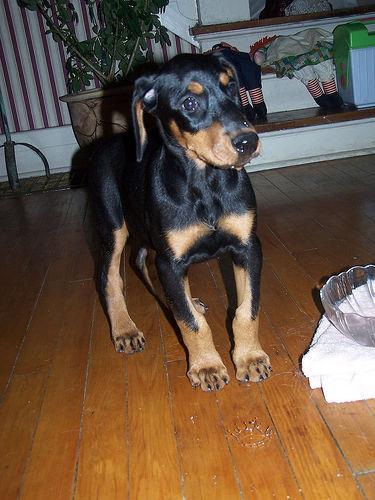 https://images.dog.ceo/breeds/doberman/n02107142_1074.jpg