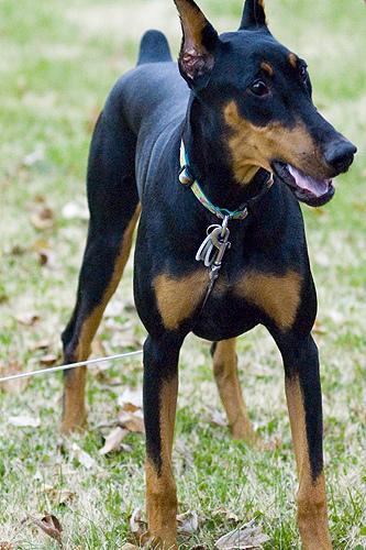 https://images.dog.ceo/breeds/doberman/n02107142_10952.jpg