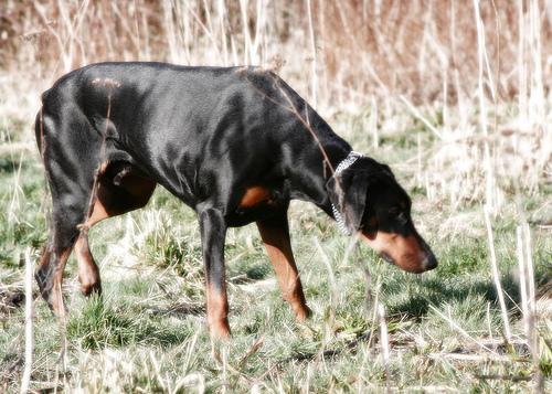 https://images.dog.ceo/breeds/doberman/n02107142_11042.jpg