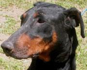 https://images.dog.ceo/breeds/doberman/n02107142_11717.jpg