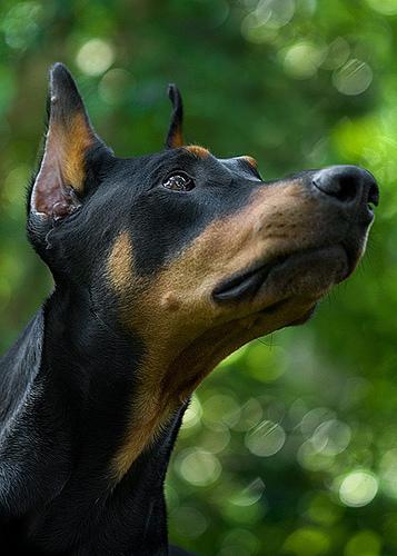 https://images.dog.ceo/breeds/doberman/n02107142_11757.jpg