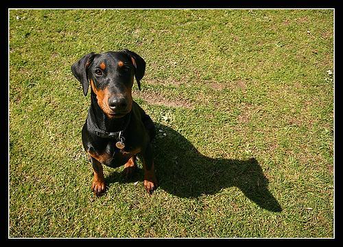 https://images.dog.ceo/breeds/doberman/n02107142_1193.jpg