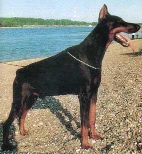 https://images.dog.ceo/breeds/doberman/n02107142_12191.jpg