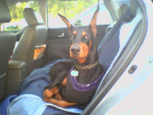 https://images.dog.ceo/breeds/doberman/n02107142_1251.jpg