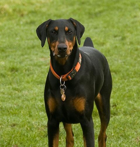 https://images.dog.ceo/breeds/doberman/n02107142_1306.jpg