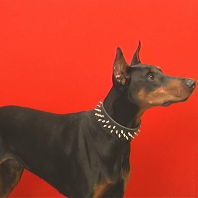 https://images.dog.ceo/breeds/doberman/n02107142_13356.jpg