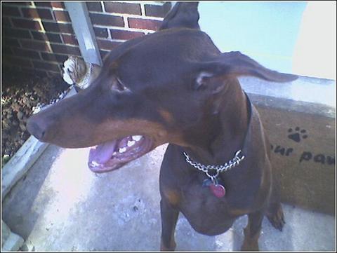 https://images.dog.ceo/breeds/doberman/n02107142_13483.jpg