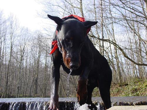 https://images.dog.ceo/breeds/doberman/n02107142_13677.jpg