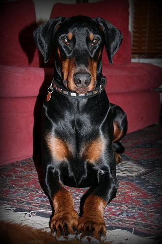 https://images.dog.ceo/breeds/doberman/n02107142_14066.jpg