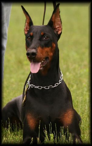 https://images.dog.ceo/breeds/doberman/n02107142_14425.jpg