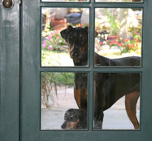 https://images.dog.ceo/breeds/doberman/n02107142_14636.jpg