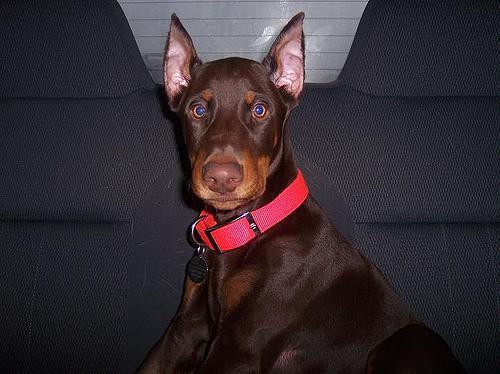 https://images.dog.ceo/breeds/doberman/n02107142_14813.jpg