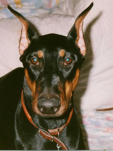 https://images.dog.ceo/breeds/doberman/n02107142_15003.jpg