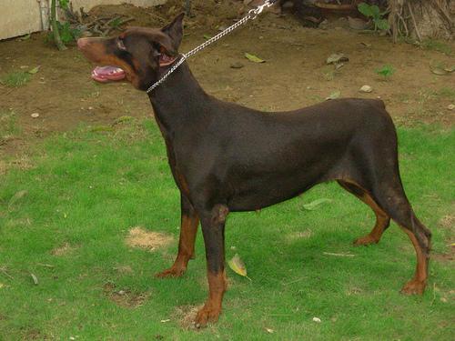 https://images.dog.ceo/breeds/doberman/n02107142_15377.jpg