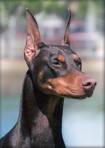 https://images.dog.ceo/breeds/doberman/n02107142_15436.jpg