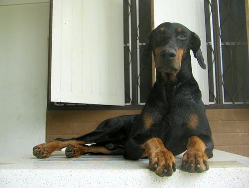 https://images.dog.ceo/breeds/doberman/n02107142_15936.jpg