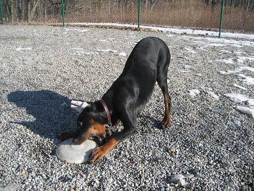 https://images.dog.ceo/breeds/doberman/n02107142_16217.jpg