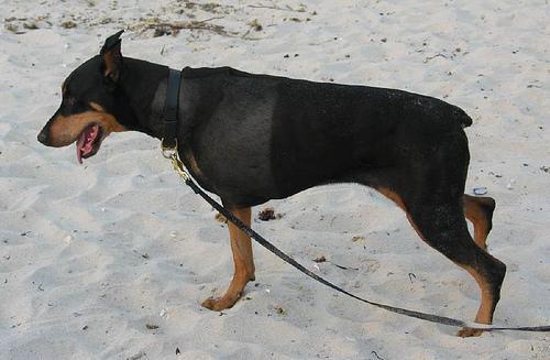 https://images.dog.ceo/breeds/doberman/n02107142_16400.jpg