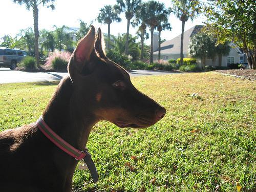 https://images.dog.ceo/breeds/doberman/n02107142_16429.jpg