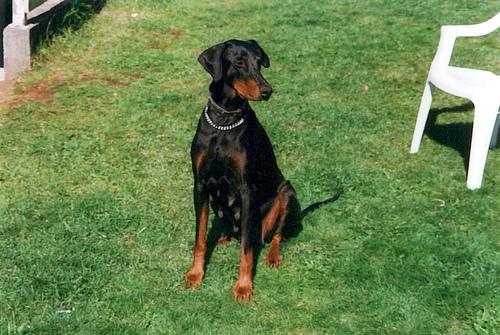 https://images.dog.ceo/breeds/doberman/n02107142_16512.jpg