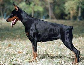 https://images.dog.ceo/breeds/doberman/n02107142_16917.jpg