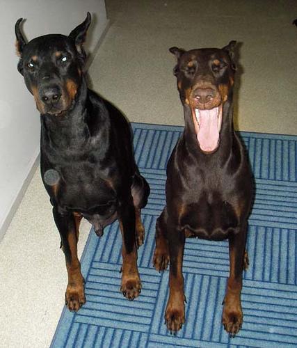 https://images.dog.ceo/breeds/doberman/n02107142_1694.jpg