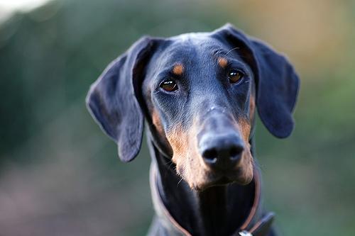 https://images.dog.ceo/breeds/doberman/n02107142_17111.jpg