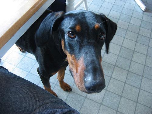 https://images.dog.ceo/breeds/doberman/n02107142_17147.jpg