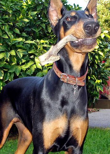 https://images.dog.ceo/breeds/doberman/n02107142_17450.jpg