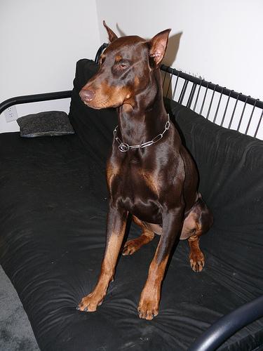 https://images.dog.ceo/breeds/doberman/n02107142_17564.jpg