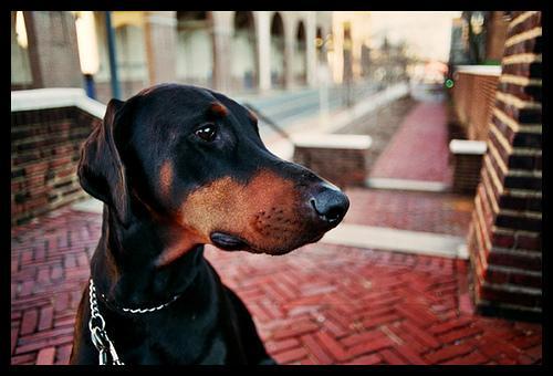 https://images.dog.ceo/breeds/doberman/n02107142_17788.jpg