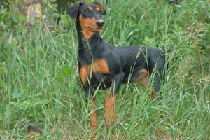 https://images.dog.ceo/breeds/doberman/n02107142_18020.jpg