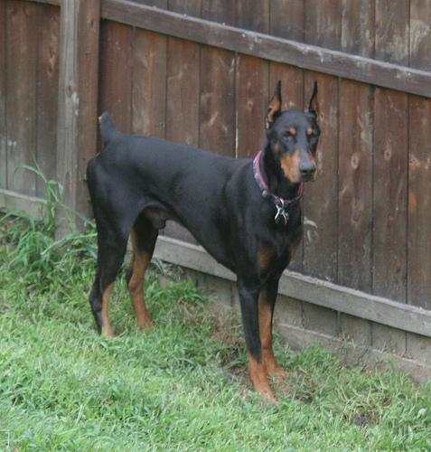 https://images.dog.ceo/breeds/doberman/n02107142_18196.jpg