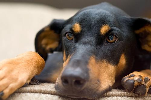 https://images.dog.ceo/breeds/doberman/n02107142_18413.jpg