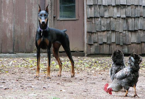 https://images.dog.ceo/breeds/doberman/n02107142_18582.jpg