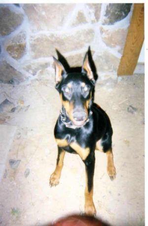 https://images.dog.ceo/breeds/doberman/n02107142_18610.jpg